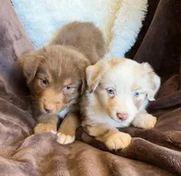 Sparkle, a female Australian Shepherd for sale in Caliente, CA – 4 of 10