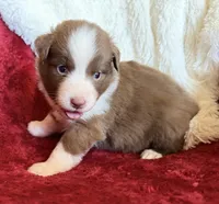 Pyro, a male Australian Shepherd for sale in Caliente, CA – 4 of 10