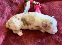 Sparkle, a female Australian Shepherd for sale in Caliente, CA – 8 of 10