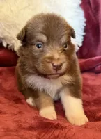 Magma, a female Australian Shepherd for sale in Caliente, CA – 3 of 10