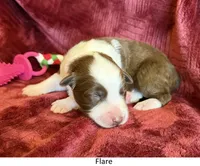Flare, a female Australian Shepherd for sale in Caliente, CA – 1 of 10