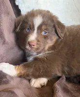 Boomer, a male Australian Shepherd for sale in Caliente, CA – 5 of 10