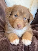 Cherry, a female Australian Shepherd for sale in Caliente, CA – 3 of 10