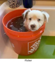 Flicker, a female Australian Shepherd for sale in Caliente, CA – 3 of 10