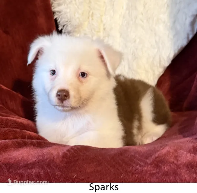 Sparks – Australian Shepherd puppy for sale in Caliente, CA