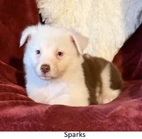 Sparks, a female Australian Shepherd for sale in Caliente, CA – 1 of 10