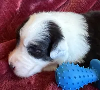 Valor, a male Australian Shepherd for sale in Caliente, CA – 4 of 10