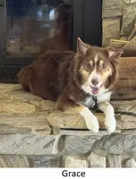 Flame, a female Australian Shepherd for sale in Caliente, CA – 10 of 10