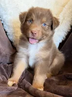 Cherry, a female Australian Shepherd for sale in Caliente, CA – 6 of 10