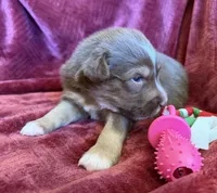 Grace, a female Australian Shepherd for sale in Caliente, CA – 6 of 10