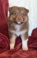 Lava, a female Australian Shepherd for sale in Caliente, CA – 4 of 10