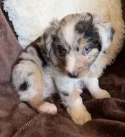 Rocket, a male Australian Shepherd for sale in Caliente, CA – 4 of 10