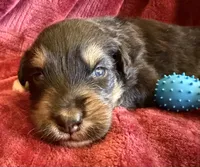 Dignity, a male Australian Shepherd for sale in Caliente, CA – 7 of 9