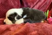 Faith, a female Australian Shepherd for sale in Caliente, CA – 2 of 10