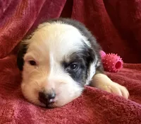 Faith, a female Australian Shepherd for sale in Caliente, CA – 5 of 10