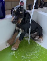 Dignity, a male Australian Shepherd for sale in Caliente, CA – 6 of 9