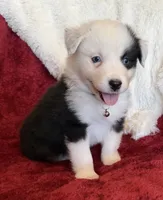 Honor, a male Australian Shepherd for sale in Caliente, CA – 3 of 10