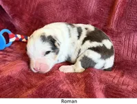 Roman, a male Australian Shepherd for sale in Caliente, CA – 1 of 10