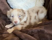 Sparkle, a female Australian Shepherd for sale in Caliente, CA – 5 of 10