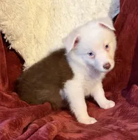 Sparks, a female Australian Shepherd for sale in Caliente, CA – 2 of 10