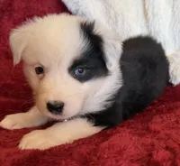 Honor, a male Australian Shepherd for sale in Caliente, CA – 8 of 10