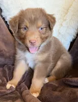 Cherry, a female Australian Shepherd for sale in Caliente, CA – 4 of 10
