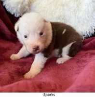 Sparks, a female Australian Shepherd for sale in Caliente, CA – 2 of 10