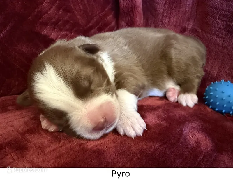 Pyro – Australian Shepherd puppy for sale in Caliente, CA
