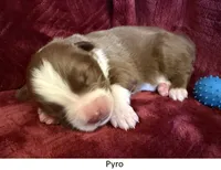 Pyro, a male Australian Shepherd for sale in Caliente, CA – 1 of 10