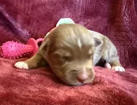 Cherry, a female Australian Shepherd for sale in Caliente, CA – 4 of 10