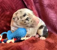 Rocket, a male Australian Shepherd for sale in Caliente, CA – 7 of 10