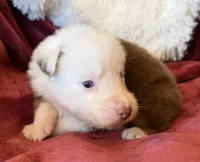 Flicker, a female Australian Shepherd for sale in Caliente, CA – 6 of 10