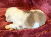 Spirit, a male Australian Shepherd for sale in Caliente, CA – 3 of 10