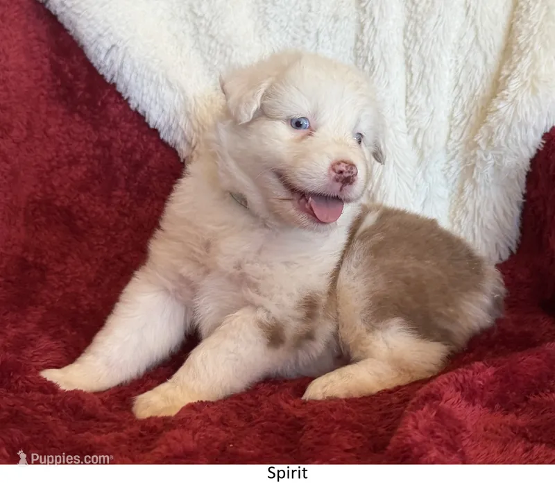 Spirit – Australian Shepherd puppy for sale in Caliente, CA