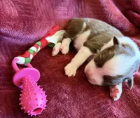Flare, a female Australian Shepherd for sale in Caliente, CA – 3 of 10