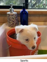 Sparks, a female Australian Shepherd for sale in Caliente, CA – 3 of 10