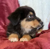 Dignity, a male Australian Shepherd for sale in Caliente, CA – 4 of 9