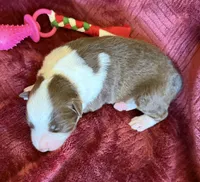 Flare, a female Australian Shepherd for sale in Caliente, CA – 4 of 10