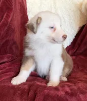 Flicker, a female Australian Shepherd for sale in Caliente, CA – 8 of 10
