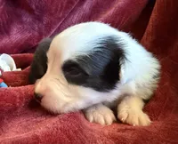 Honor, a male Australian Shepherd for sale in Caliente, CA – 3 of 10