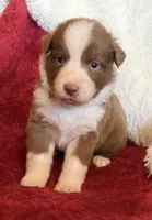 Pyro, a male Australian Shepherd for sale in Caliente, CA – 6 of 10