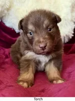 Torch, a male Australian Shepherd for sale in Caliente, CA – 1 of 10