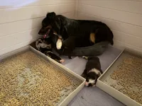 Barrow, a male Australian Shepherd for sale in Caliente, CA – 5 of 10