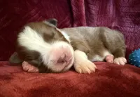 Pyro, a male Australian Shepherd for sale in Caliente, CA – 8 of 10