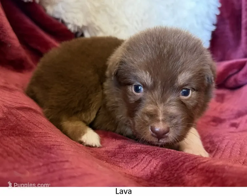 Lava – Australian Shepherd puppy for sale in Caliente, CA
