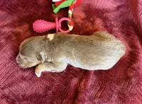 Cherry, a female Australian Shepherd for sale in Caliente, CA – 6 of 10