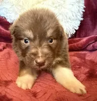 Lava, a female Australian Shepherd for sale in Caliente, CA – 2 of 10