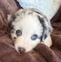 Roman, a male Australian Shepherd for sale in Caliente, CA – 3 of 10