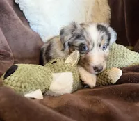 Rocket, a male Australian Shepherd for sale in Caliente, CA – 7 of 10