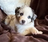 Roman, a male Australian Shepherd for sale in Caliente, CA – 4 of 10
